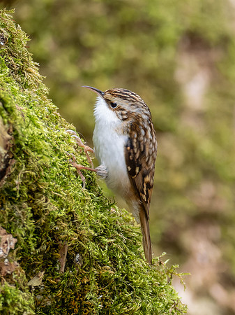 Treecreeper (Certhia familiaris)