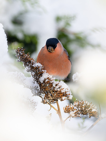 Bullfinch