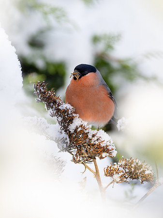 Bullfinch
