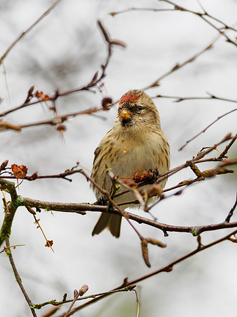 Common Redpoll (Acanthis flammea)