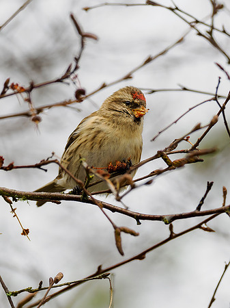 Common Redpoll (Acanthis flammea)