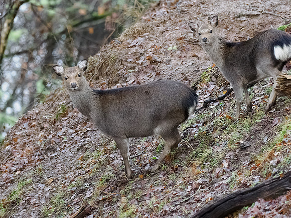Sika Deer