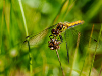 Female Ruddy Darter (Sympetrum sanguineum)