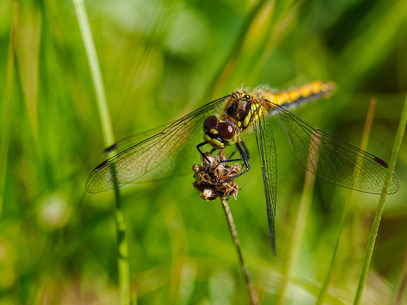 Female Ruddy Darter (Sympetrum sanguineum)