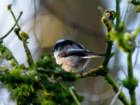 Long-tailed Tit (Aegithalos caudatus)
