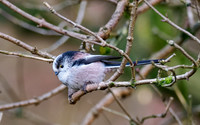 Long-tailed Tit (Aegithalos caudatus)