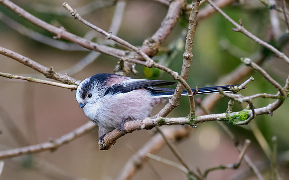Long-tailed Tit (Aegithalos caudatus)