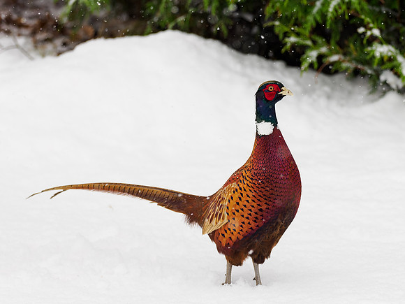 Pheasant