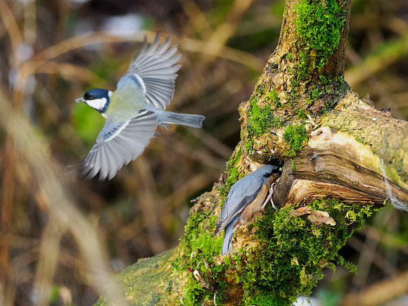 Birds