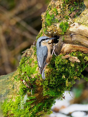 Nuthatch (Sitta europaea)