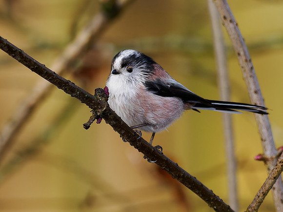 Long-tailed Tit (Aegithalos caudatus)