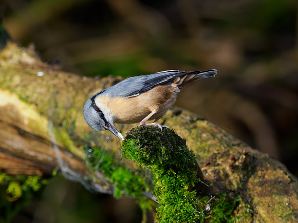 Nuthatch (Sitta europaea)