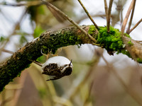 Treecreeper (Certhia familiaris)