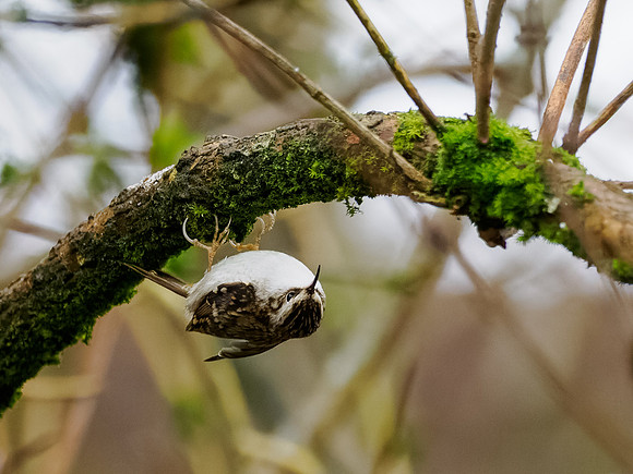 Treecreeper (Certhia familiaris)