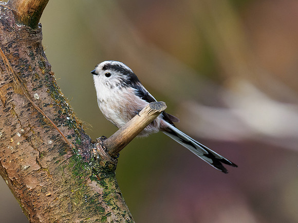 Long-tailed Tit