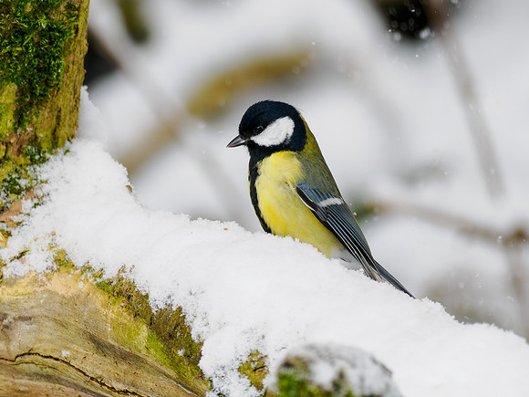 Great Tit