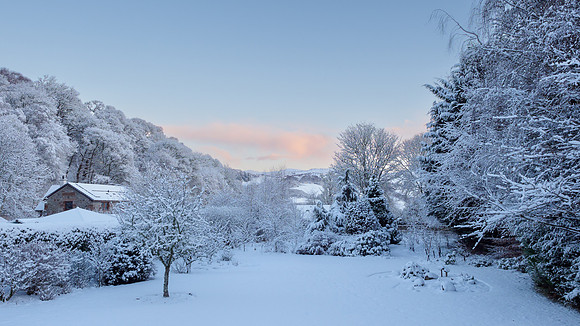 Snowy Garden