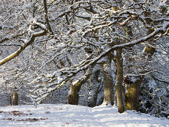 Snow Light