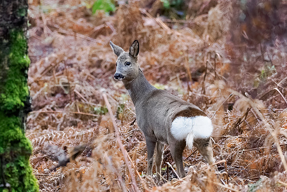 Roe Deer