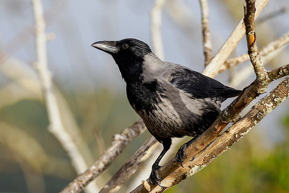 Hooded Crow (Corvus cornix)