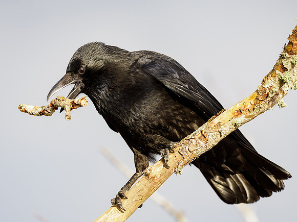 Carrion Crow (Corvus corone)