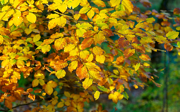 Colours of Autumn