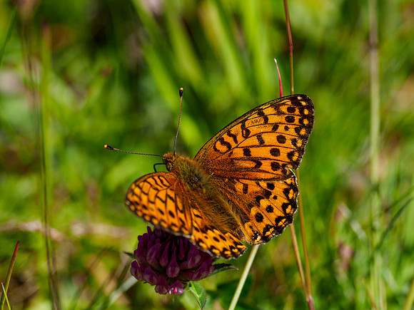 Dark Green Fritillary (Speyeria aglaja)