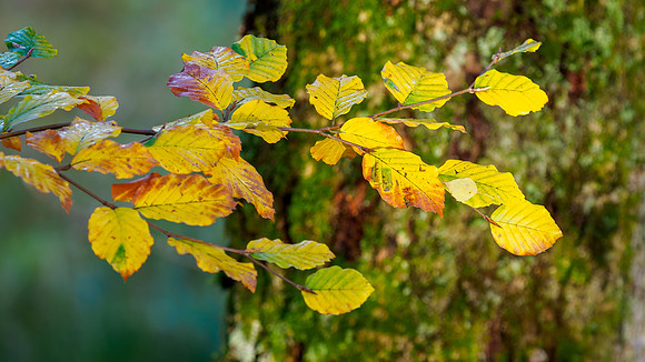 Colours of Autumn