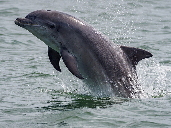 Bottlenose Dolphin (Tursiops truncatus)