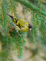 Siskin