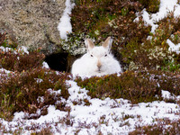 Evil Bunny