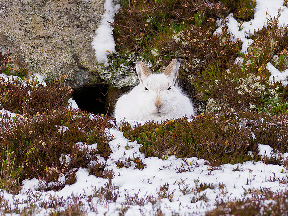 Evil Bunny