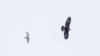 Common Buzzard & Golden Eagle
