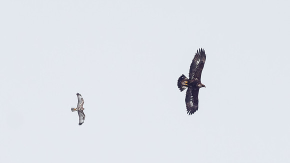 Common Buzzard & Golden Eagle