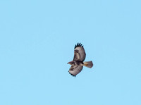 Common Buzzard