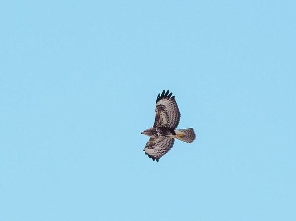 Common Buzzard