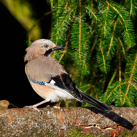 A Sunny Jay