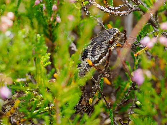Adder (Vipera Berus)