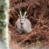 Resting Roebuck