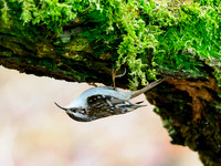 Treecreeper (Certhia familiaris)