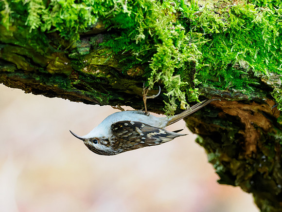 Treecreeper (Certhia familiaris)