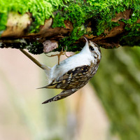 Treecreeper (Certhia familiaris)
