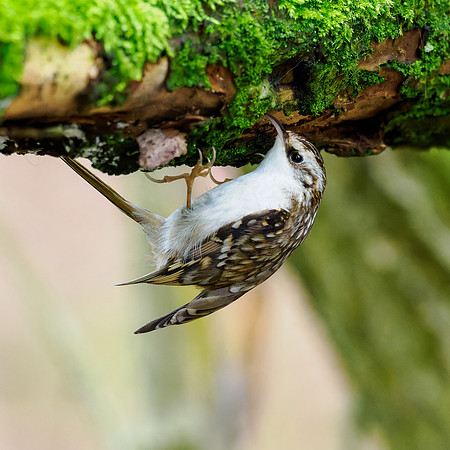 Treecreeper (Certhia familiaris)