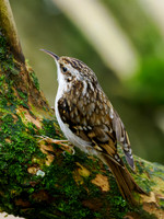 Treecreeper (Certhia familiaris)
