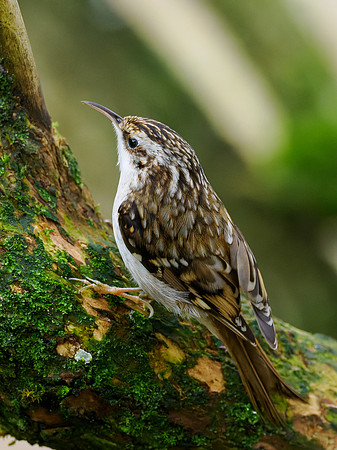 Treecreeper (Certhia familiaris)