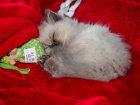 20191102-Marley-EM521745