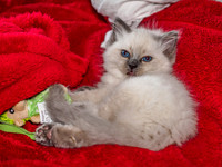 20191102-Marley-EM521747
