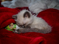 20191102-Marley-EM521748