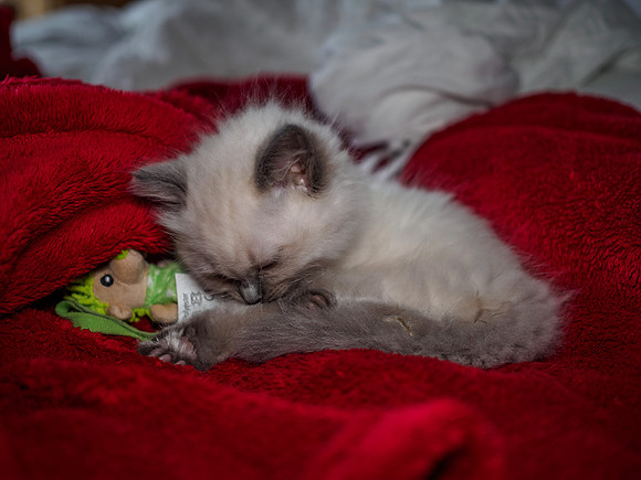 20191102-Marley-EM521748
