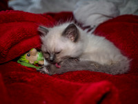 20191102-Marley-EM521749
